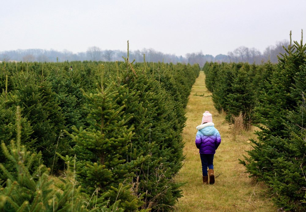 Level 1: Choose-and-cut Christmas tree farm
