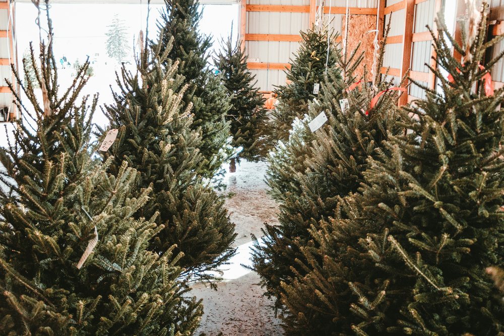 Level 2: Retail Christmas tree display