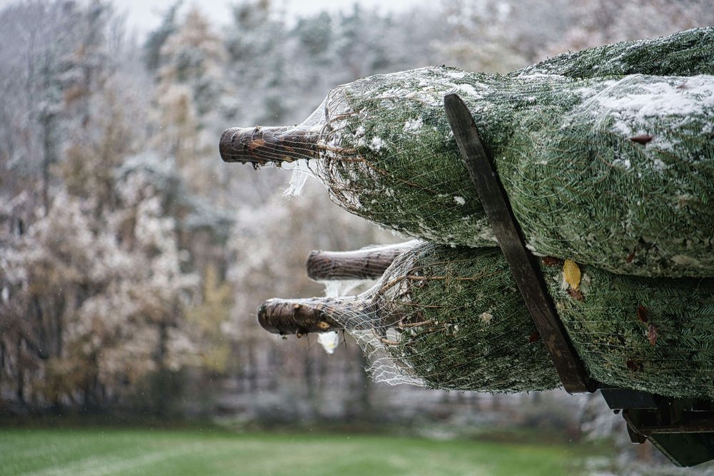 Level 3: Wholesale Christmas tree operation